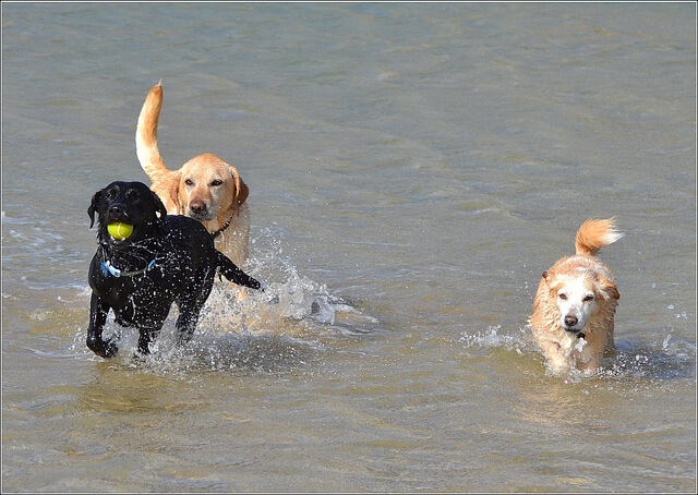 Dog Friendly Beaches in North Cornwall - Sykes Cottages Blog