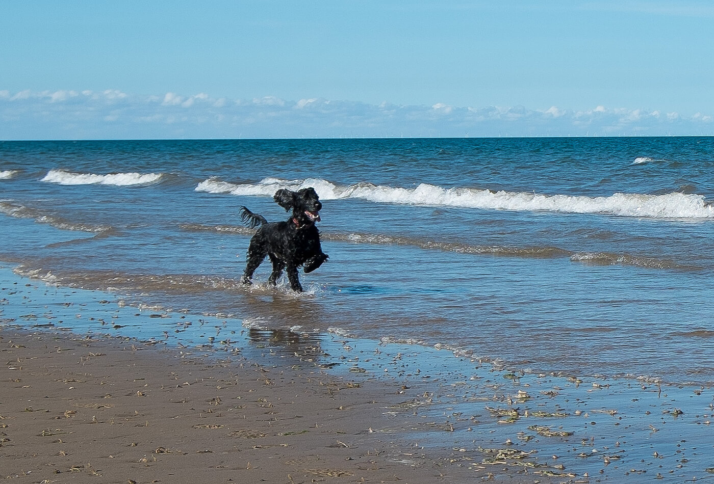 5 Completely Dog Friendly Beaches In Norfolk Sykes Cottages