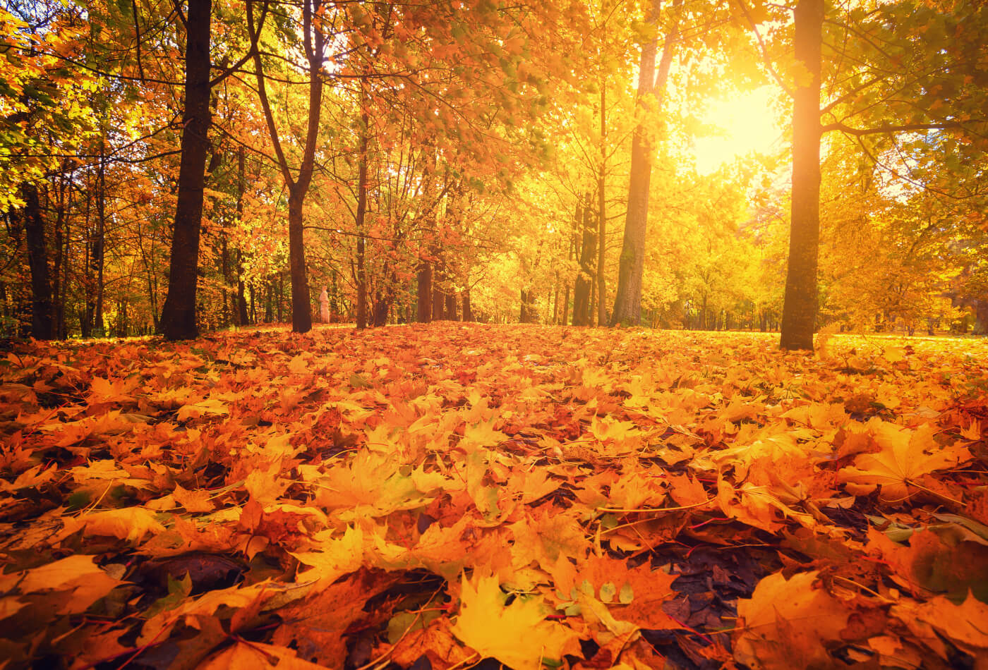 Autumn UK: 9 Signs of Autumn to Look For - Sykes Holiday Cottages