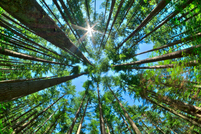 tall trees in UK woodland 