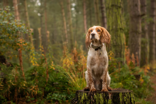 dog in uk woodland