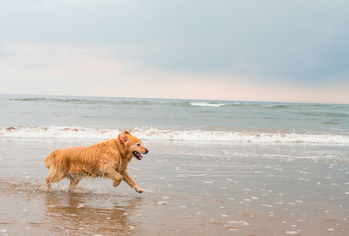 Dog-friendly beaches on the Isle of Wight