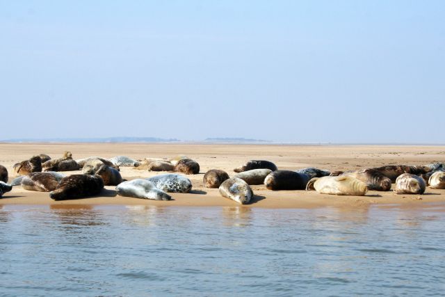 Seal spotting Blackeney Point