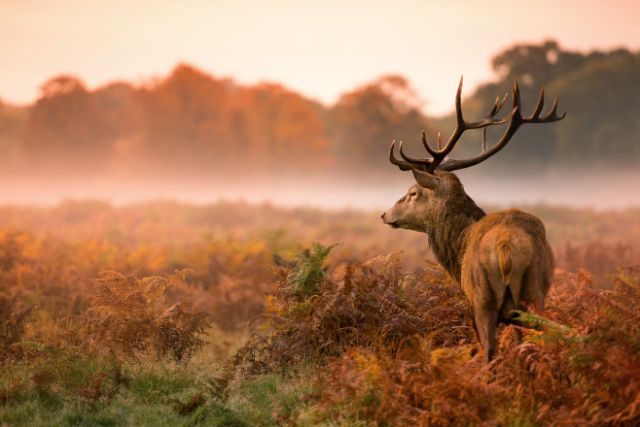 Deer in Richmond Park at sunrise