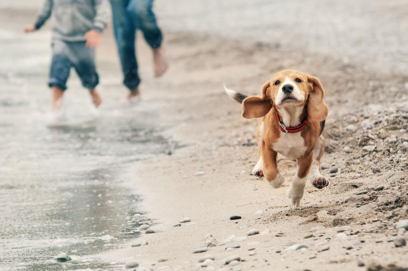 Dog-Friendly Beaches in Devon