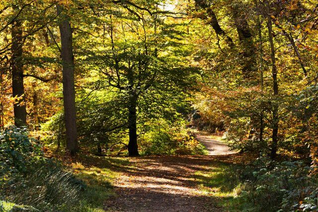 Duncliffe Woods