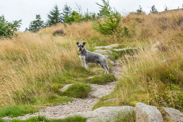 Dog walking in Southern Scotland