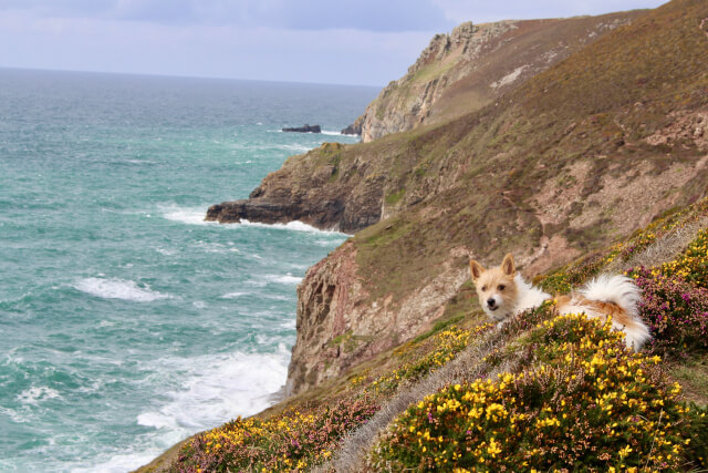 Dog on the cliffside by the coast in Cornwall