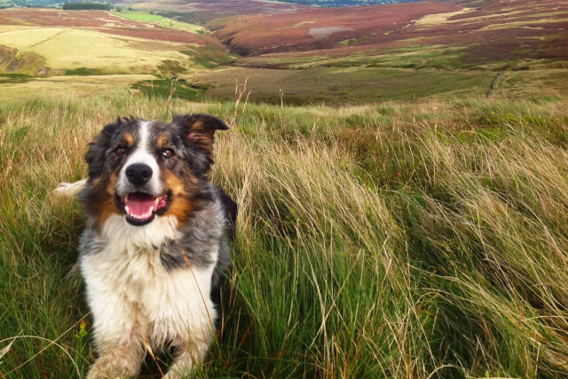 Dog in a field in Central Scotland