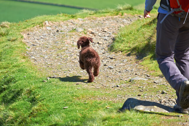 Dog walk in North Wales