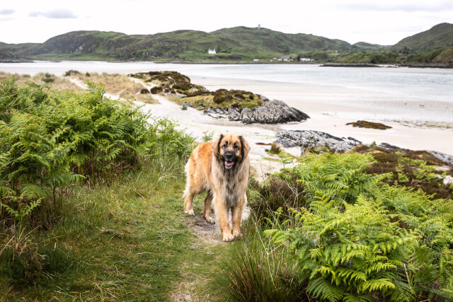 Dog on a walk by the beach in the Scottish Highlands 