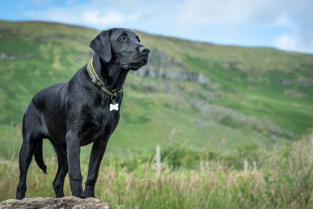 Black lab stood on a wall in the Yorkshire Dales countryside