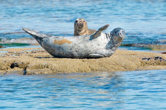 Seals on the Farne Islands