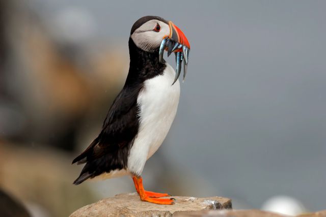 Puffin Farne Islands