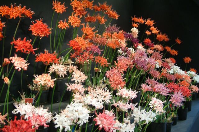 Nerines Exbury Gardens