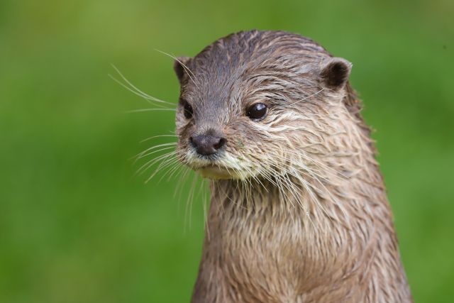 Otter Avalon Marshes