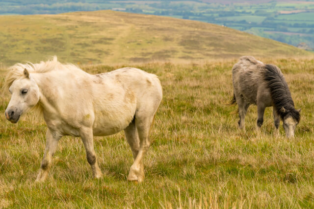 Foel Farm Park