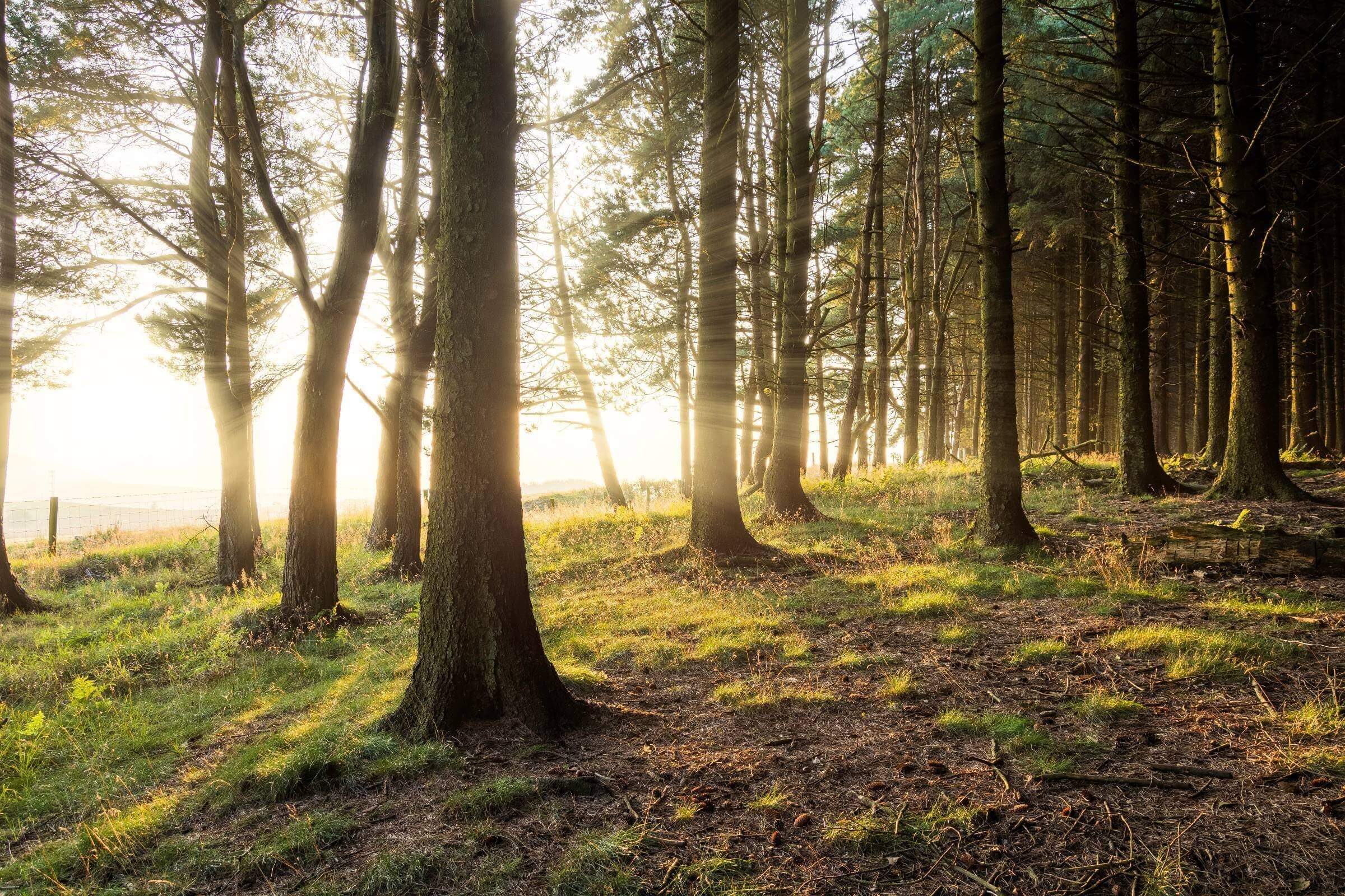 Grizedale Forest - Sykes Inspiration