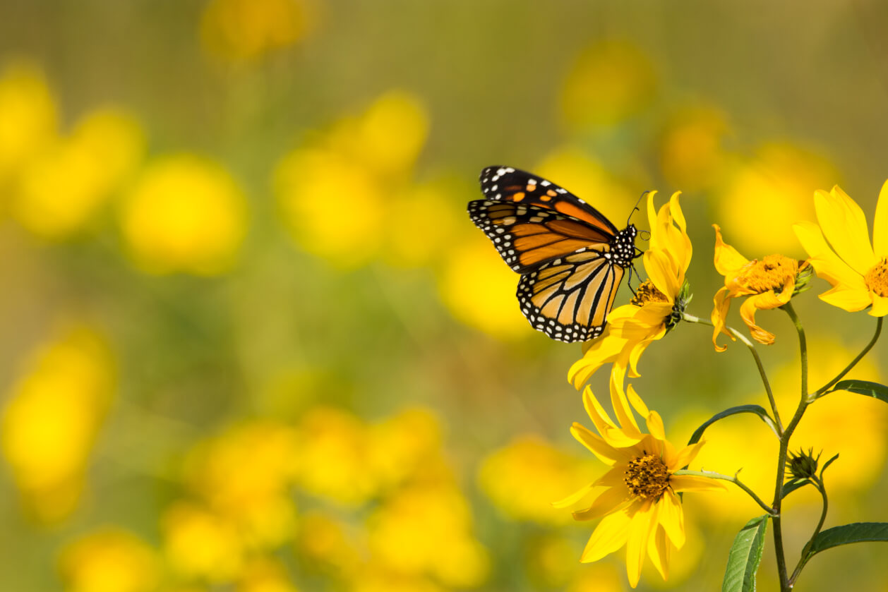 Monarch Butterfly