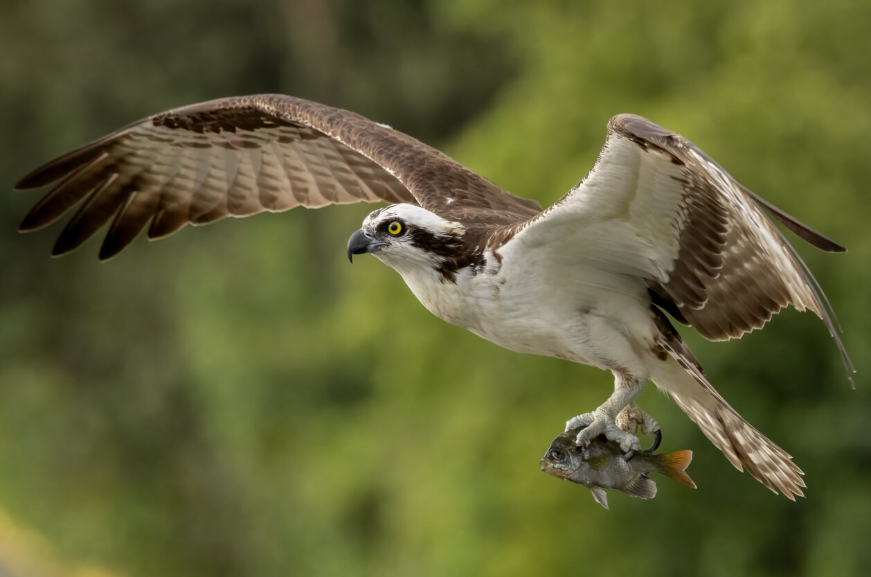 Osprey flying