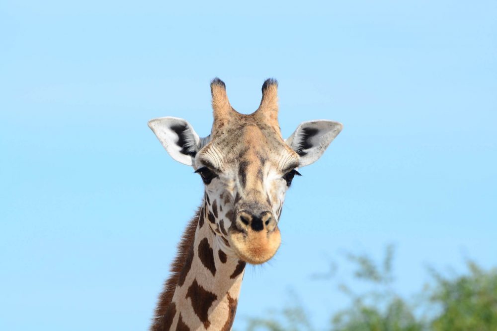 Port Lympne Reserve