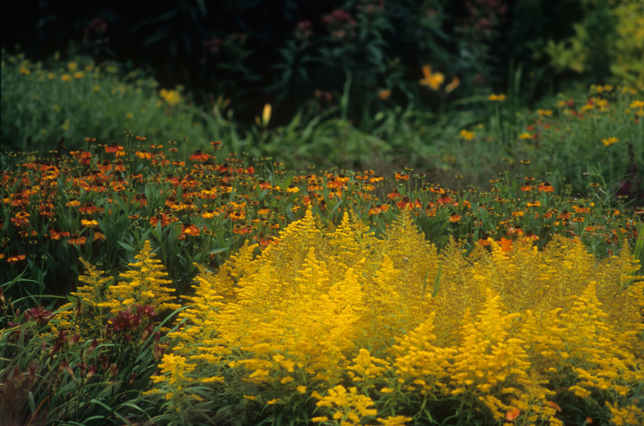 RHS Garden Rosemoor