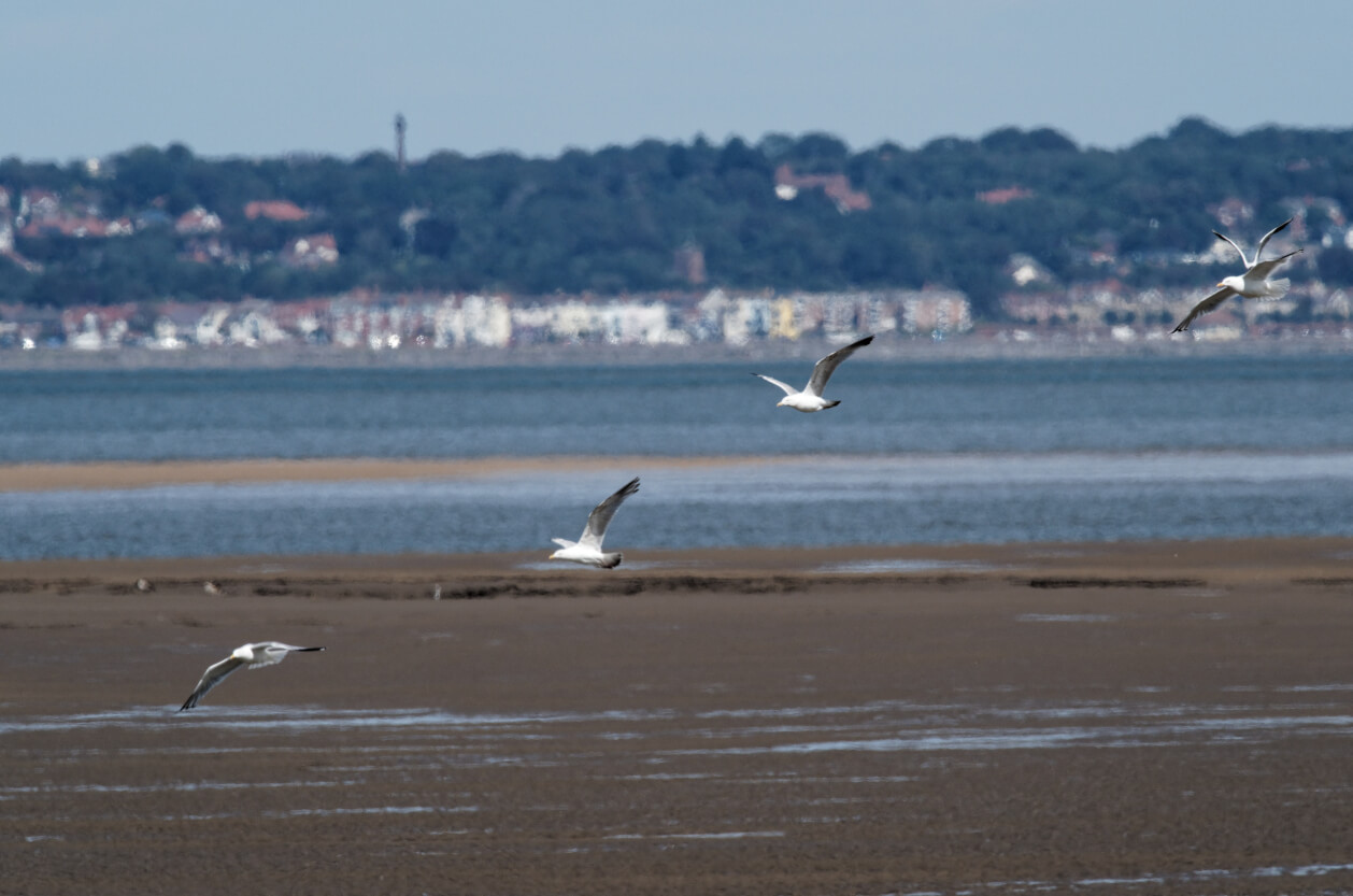 RSPB Point of Ayr - Dee Estuary