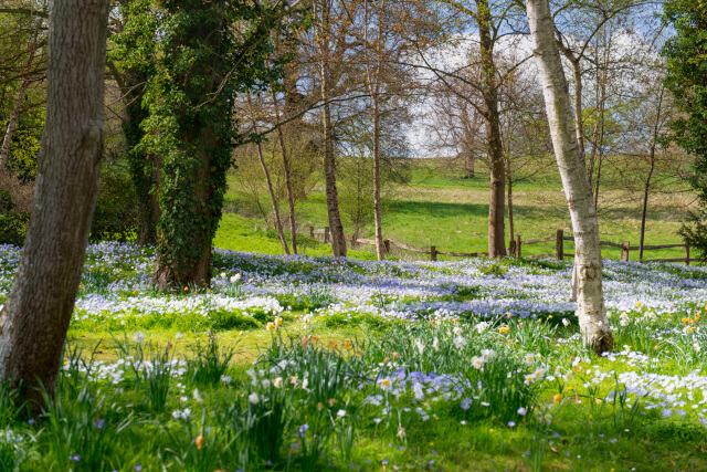 Tregrehan Garden flowers