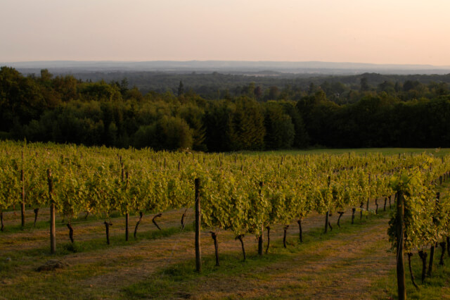 Vineyard (1)