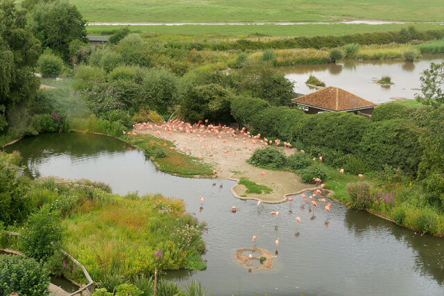 WWT Slimbridge