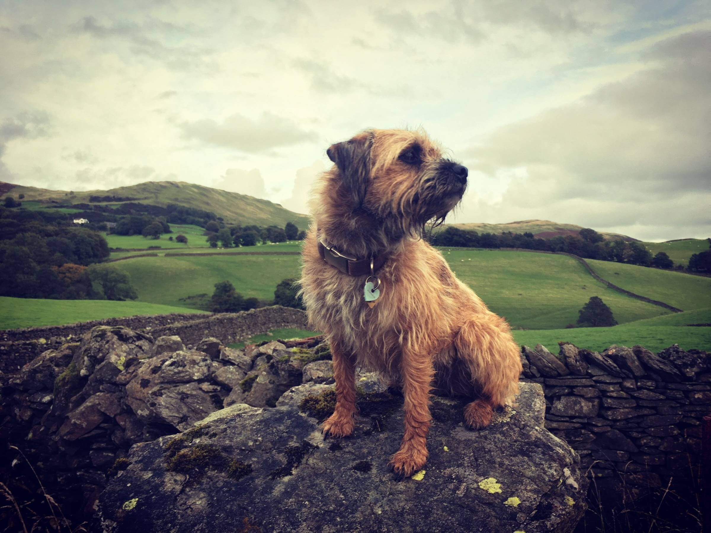 pet friendly holiday cottages