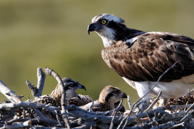 ospery in a nest with two of its young