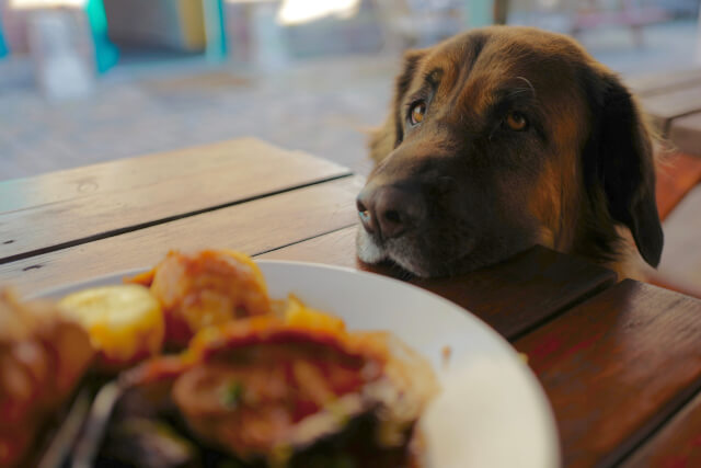 pub food and dog