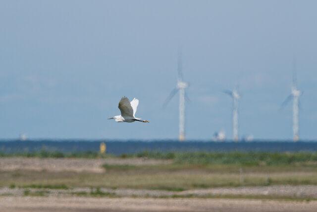 seagull flying at RSPB Point of Ayr - Dee Estuary