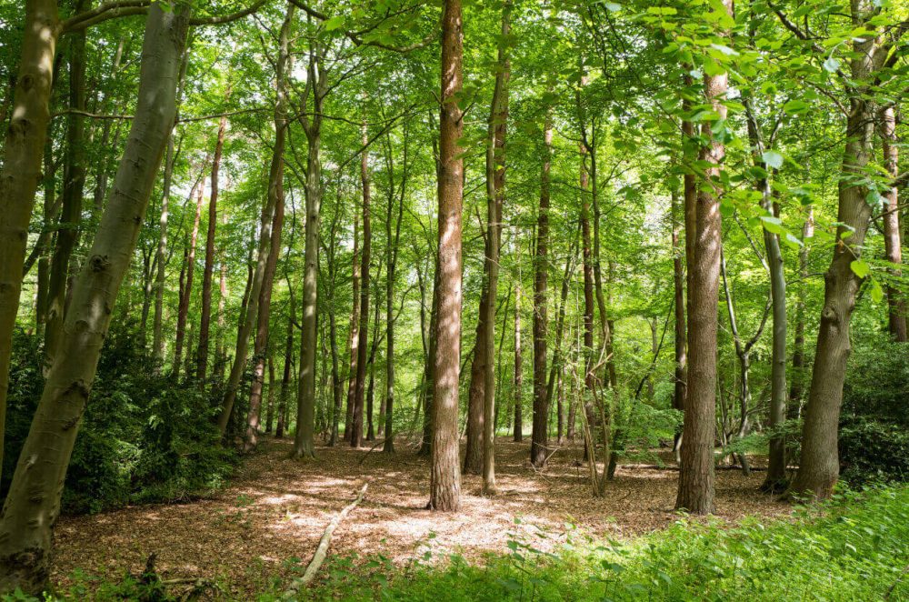 Thetford Forest, Suffolk